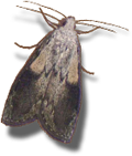 Bee (Wax) Moth